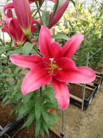 [4156 Believe Mak No02.JPG]